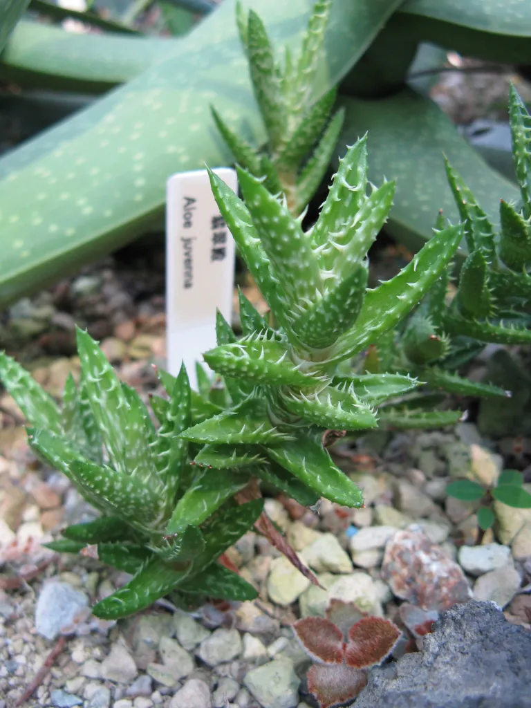 Aloe 'Juvenna' – Blüten in Nahaufnahme, Pflanzenfoto
