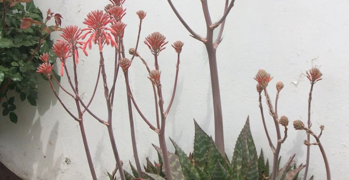 Aloe maculata – Pflanzenfoto