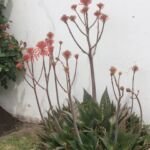 Aloe maculata – (Aloe maculata) – Pflanzenfoto