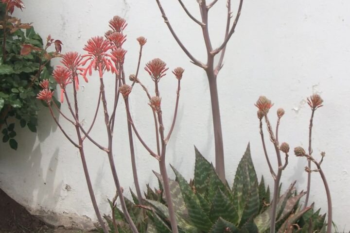 Aloe maculata
