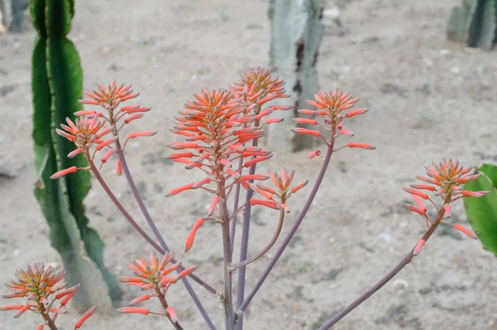 Aloe maculata – (Aloe maculata) – Blüten in Nahaufnahme, Pflanzenfoto