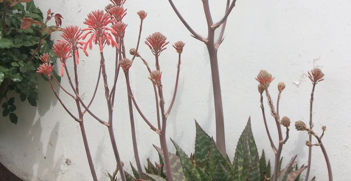 soap aloe (Aloe maculata) – plant photo