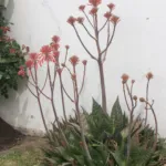 soap aloe (Aloe maculata) – plant photo