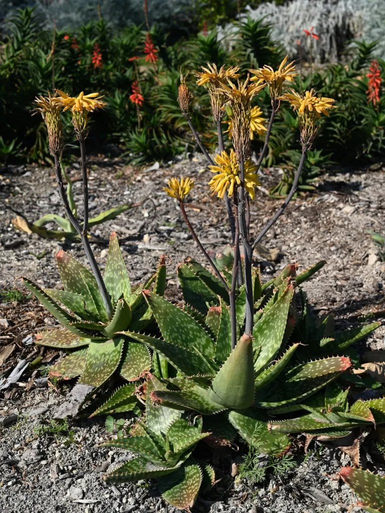 Aloe maculata – (Aloe maculata) – im Garten, Pflanzenfoto