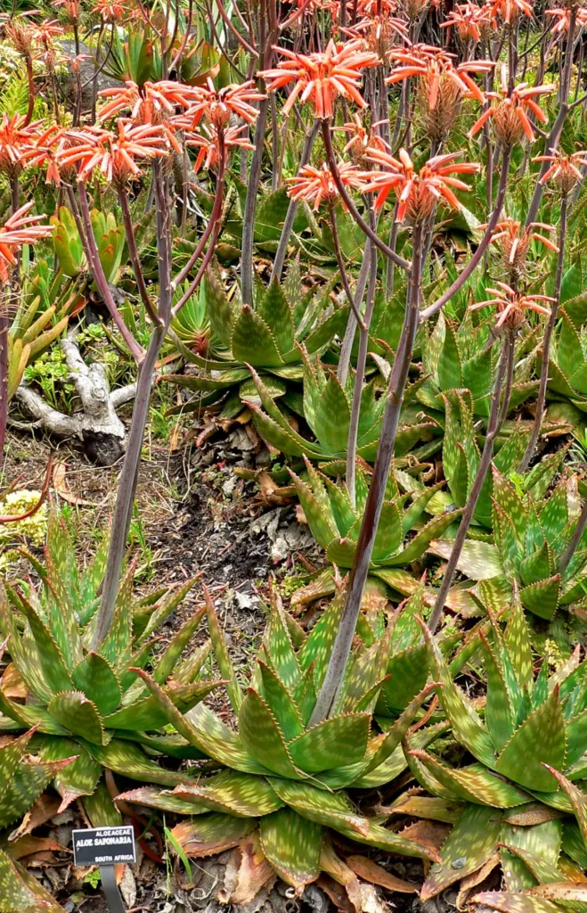 Aloe maculata – (Aloe maculata) – im Garten, Pflanzenfoto