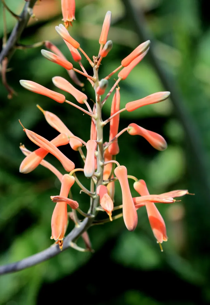 Aloe maculata – (Aloe maculata) – Blüten in Nahaufnahme, Pflanzenfoto