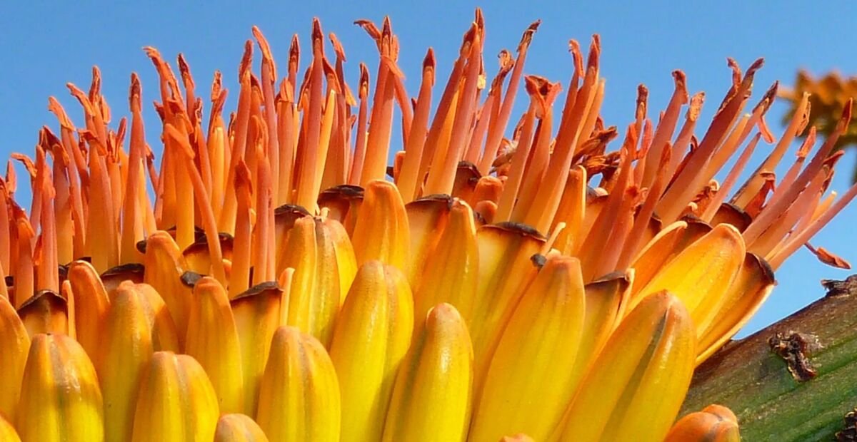 Aloe marlothii – Pflanzenfoto