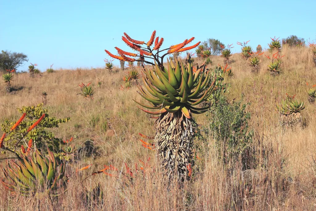 Aloe marlothii – (Aloe marlothii) – typisches Erscheinungsbild, Pflanzenfoto