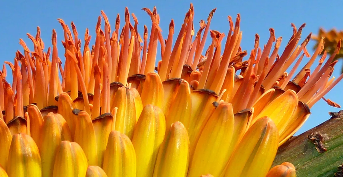 he mountain aloe or the flat-flowered aloe) is a large (Aloe marlothii) – plant photo