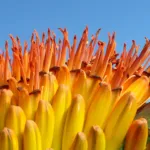he mountain aloe or the flat-flowered aloe) is a large (Aloe marlothii) – plant photo