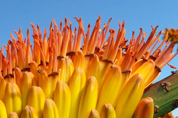 Aloe marlothii