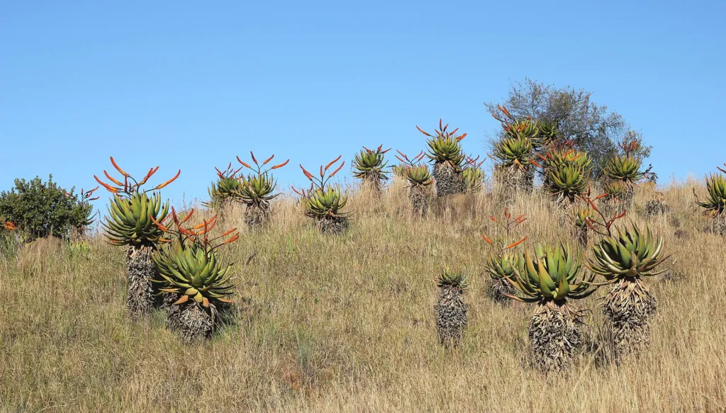 Aloe marlothii – (Aloe marlothii) – natürliche Wuchsform, Pflanzenfoto