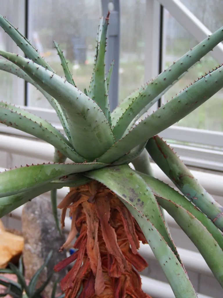 Aloe marlothii – (Aloe marlothii) – im Garten, Pflanzenfoto