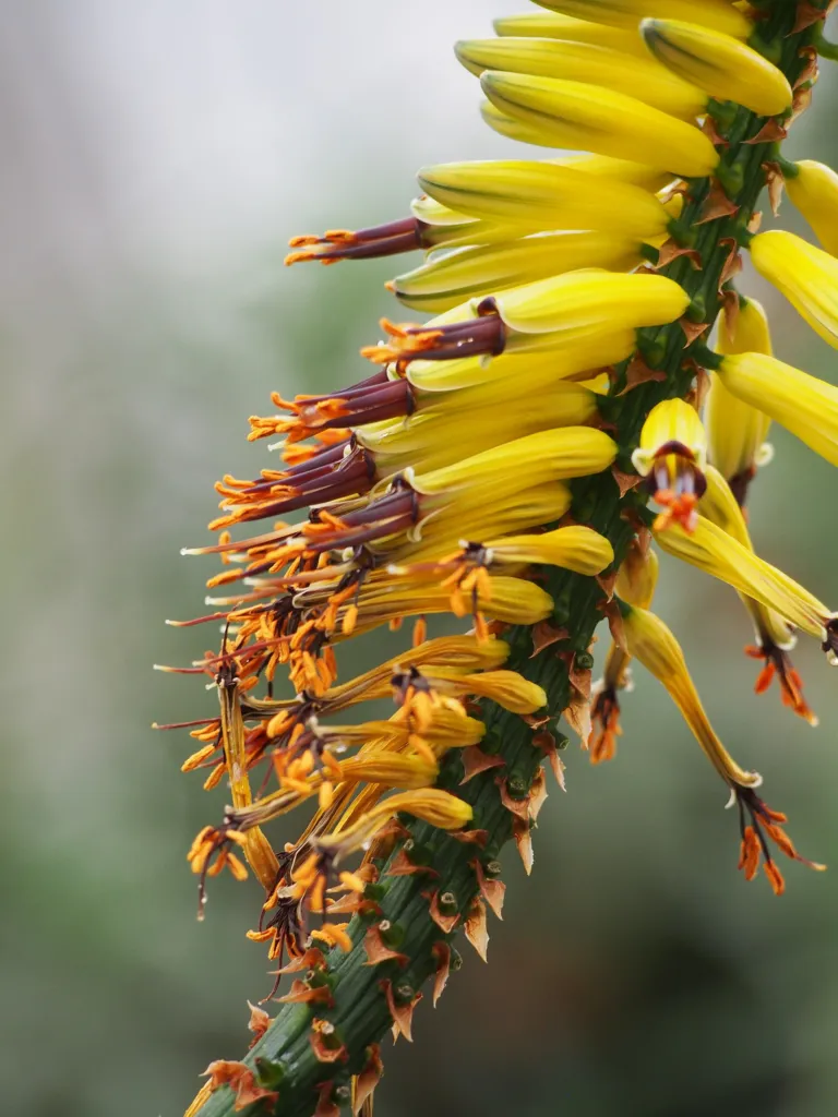 Aloe marlothii – (Aloe marlothii) – im Garten, Pflanzenfoto
