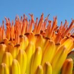 Aloe marlothii – pestovanie a starostlivosť (Aloe marlothii) – fotografia rastliny