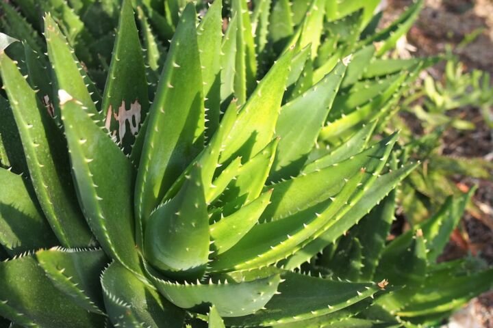 Aloe perfoliata