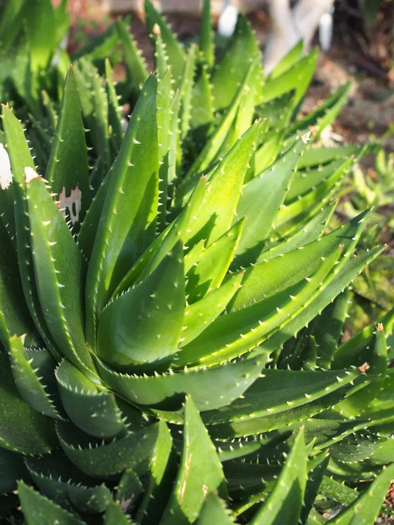 Aloe perfoliata – (Aloe perfoliata) – im Garten, Pflanzenfoto