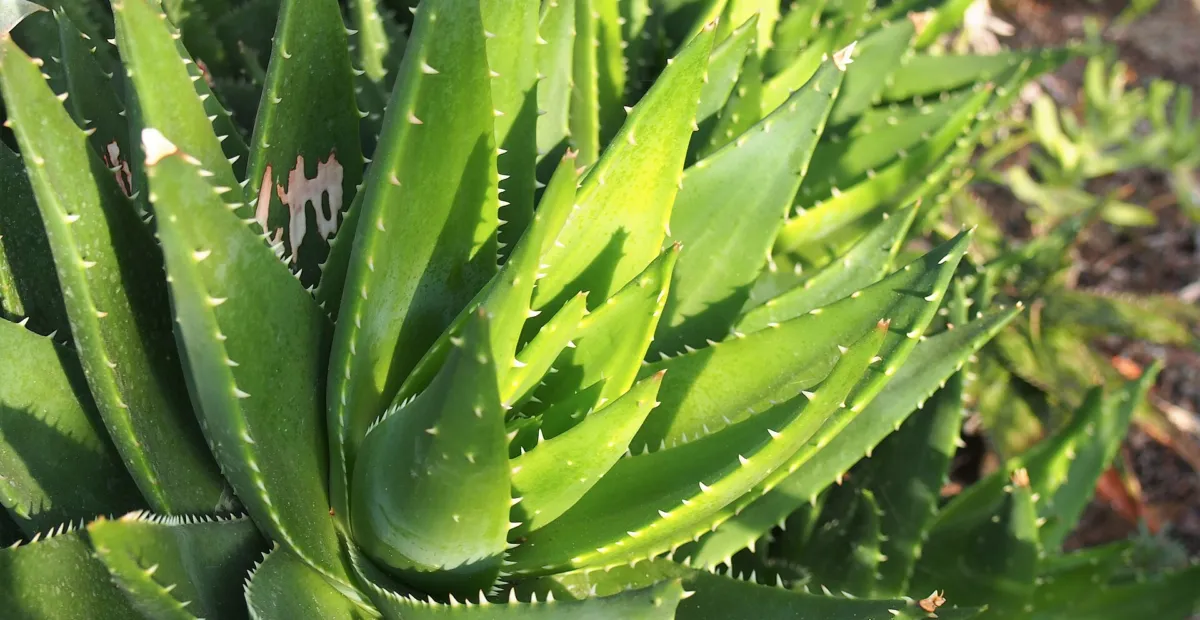 Aloe perfoliata – plant photo
