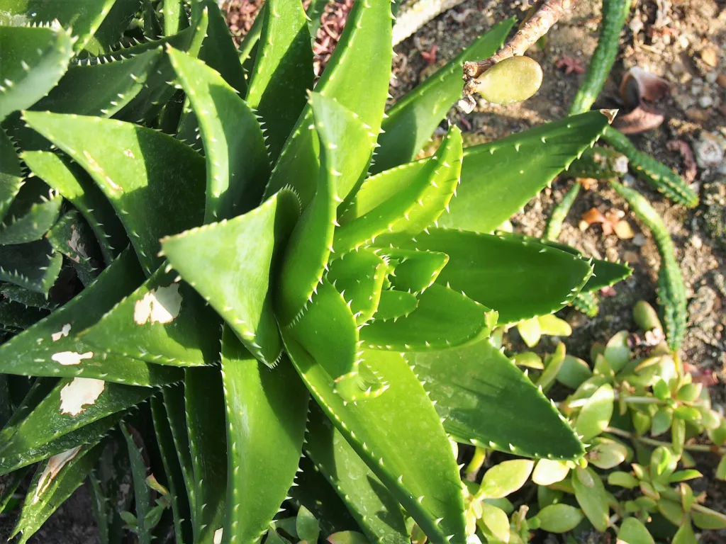 Aloe perfoliata – (Aloe perfoliata) – im Garten, Pflanzenfoto