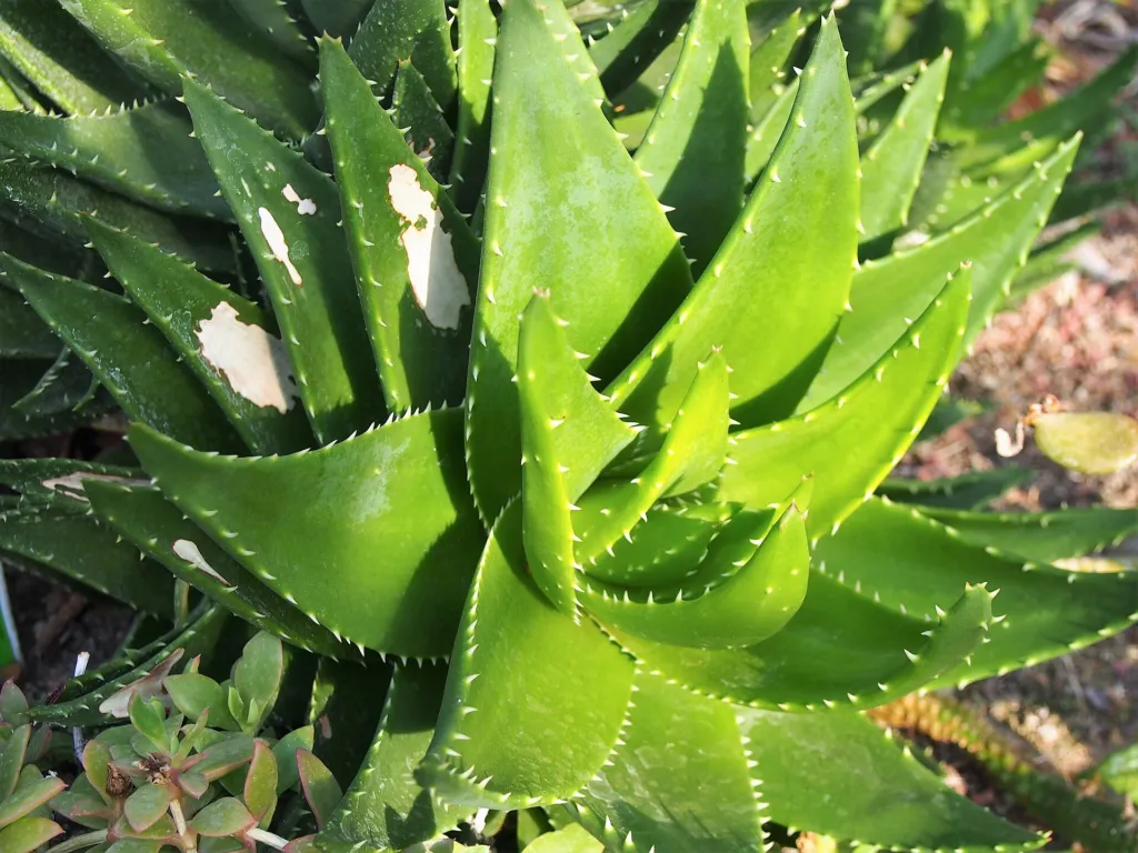 Aloe perfoliata – (Aloe perfoliata) – im Garten, Pflanzenfoto