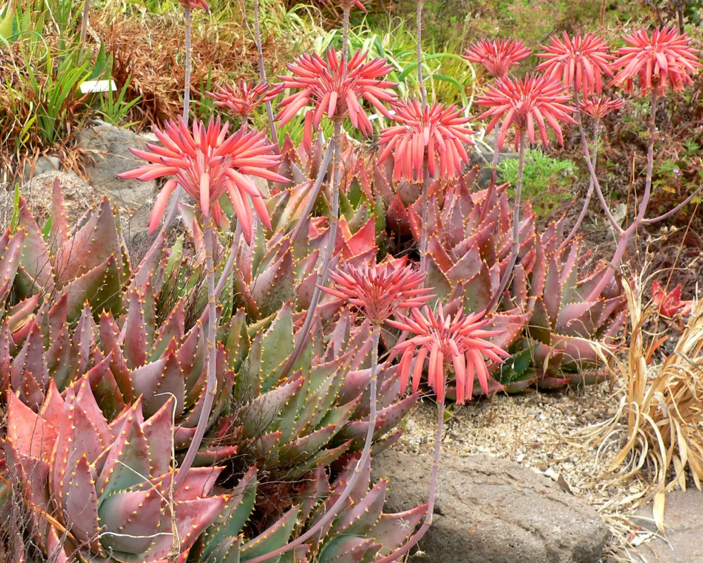Aloe perfoliata – (Aloe perfoliata) – im Garten, Pflanzenfoto