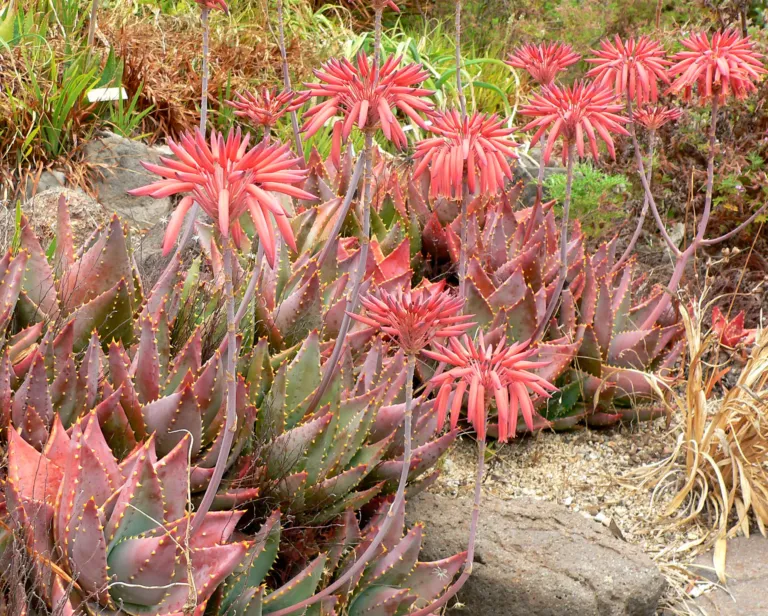 Aloe perfoliata care guide (Aloe perfoliata) – in a garden setting, plant photo