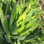 Aloe perfoliata – pestovanie a starostlivosť (Aloe perfoliata) – fotografia rastliny