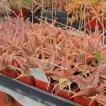 Aloe 'Pink Blush' – fotografia rastliny