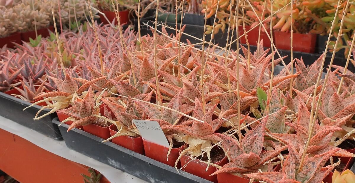Aloe 'Pink Blush' – Pflanzenfoto