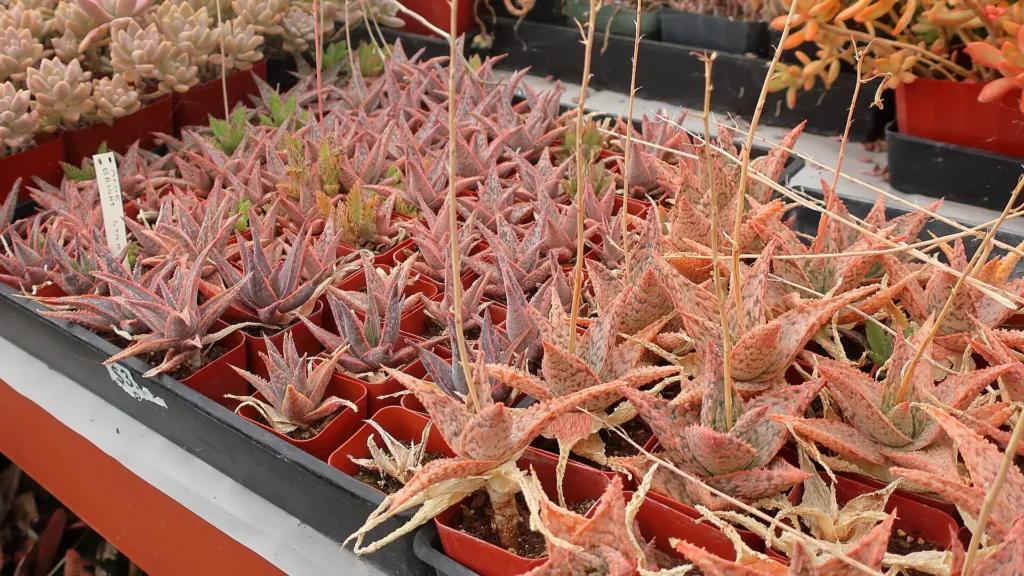 Aloe 'Pink Blush' – typisches Erscheinungsbild, Pflanzenfoto