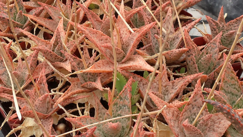 Aloe 'Pink Blush' – typisches Erscheinungsbild, Pflanzenfoto