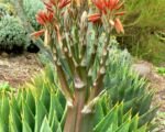 Aloe polyphylla – Pflege