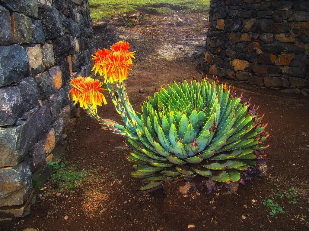 Aloe polyphylla – (Aloe polyphylla) – Blüten in Nahaufnahme, Pflanzenfoto
