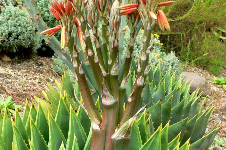 Aloe polyphylla