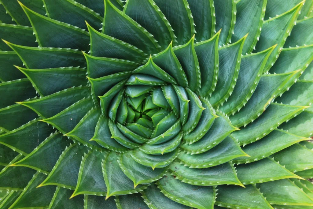 Aloe polyphylla – (Aloe polyphylla) – im Garten, Pflanzenfoto
