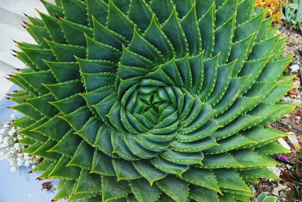 Aloe polyphylla – (Aloe polyphylla) – im Garten, Pflanzenfoto