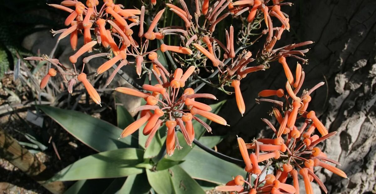 Aloe striata – Pflanzenfoto