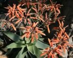 Aloe striata – Pflege