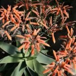 Aloe striata – (Aloe striata) – Pflanzenfoto