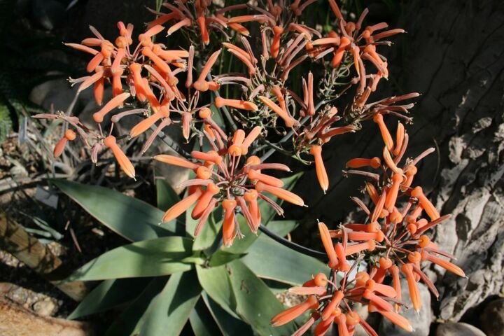 Aloe striata