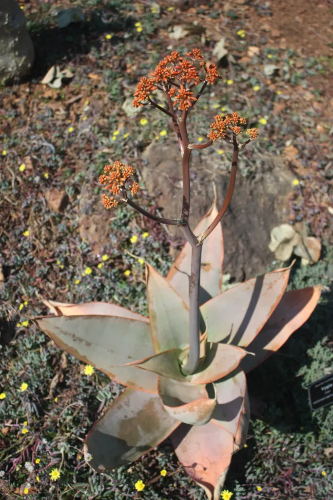 Aloe striata – (Aloe striata) – im Garten, Pflanzenfoto