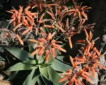 Coral Aloe (Aloe striata) care guide