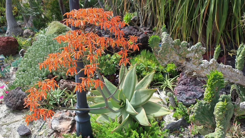 Aloe striata – (Aloe striata) – im Garten, Pflanzenfoto