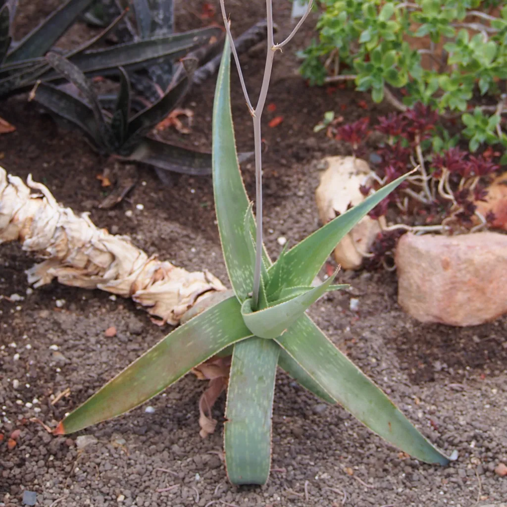 Aloe striata – (Aloe striata) – im Garten, Pflanzenfoto