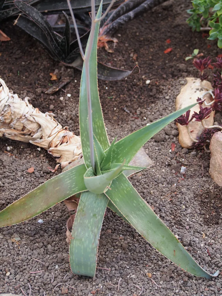 Aloe striata – (Aloe striata) – im Garten, Pflanzenfoto