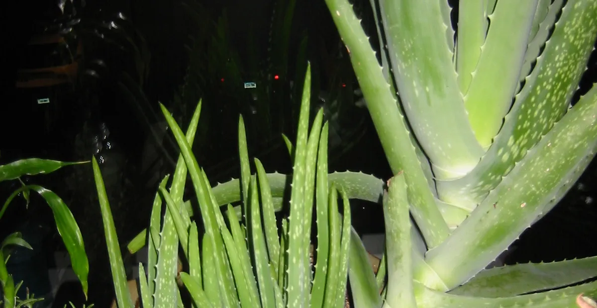 Echte Aloe (Aloe vera) – Pflanzenfoto