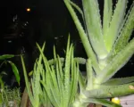 Aloe vera care guide