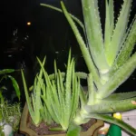 Aloe vera care guide (Aloe vera) – leaves and shoots, plant photo