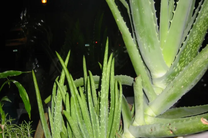 Aloe vera