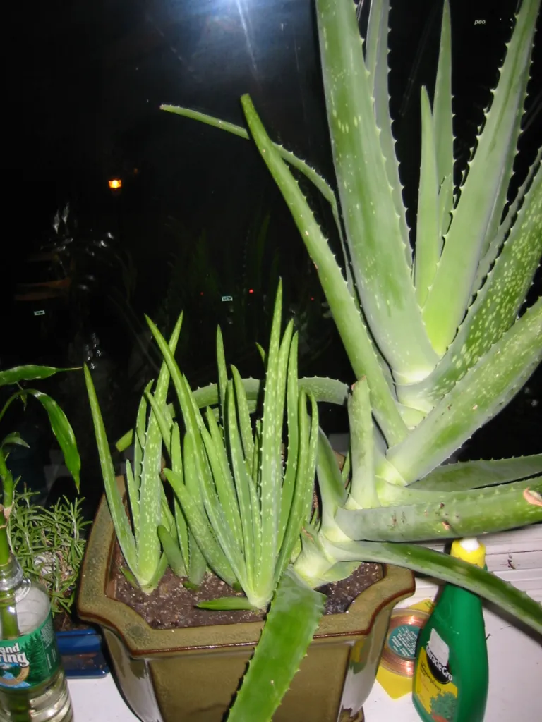 Echte Aloe (Aloe vera) – Pflanzenfoto
